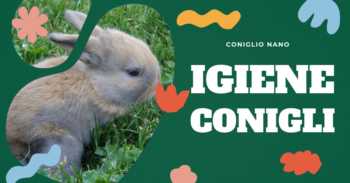 Scopri come prevenire il cattivo odore del tuo coniglio nano con metodi efficaci, una dieta corretta, pulizia regolare della gabbia e monitoraggio della salute. Trova consigli utili per l