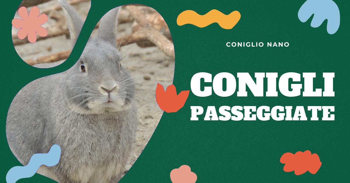 Scopri come portare il tuo coniglio nano a fare passeggiate al guinzaglio in modo sicuro e divertente. Trova consigli su come proteggere il tuo coniglio dal sole e dalla temperatura, scegliere il guinzaglio e la pettorina giusti, utilizzare un recinto portatile e prevenire malattie e parassiti durante le passeggiate all