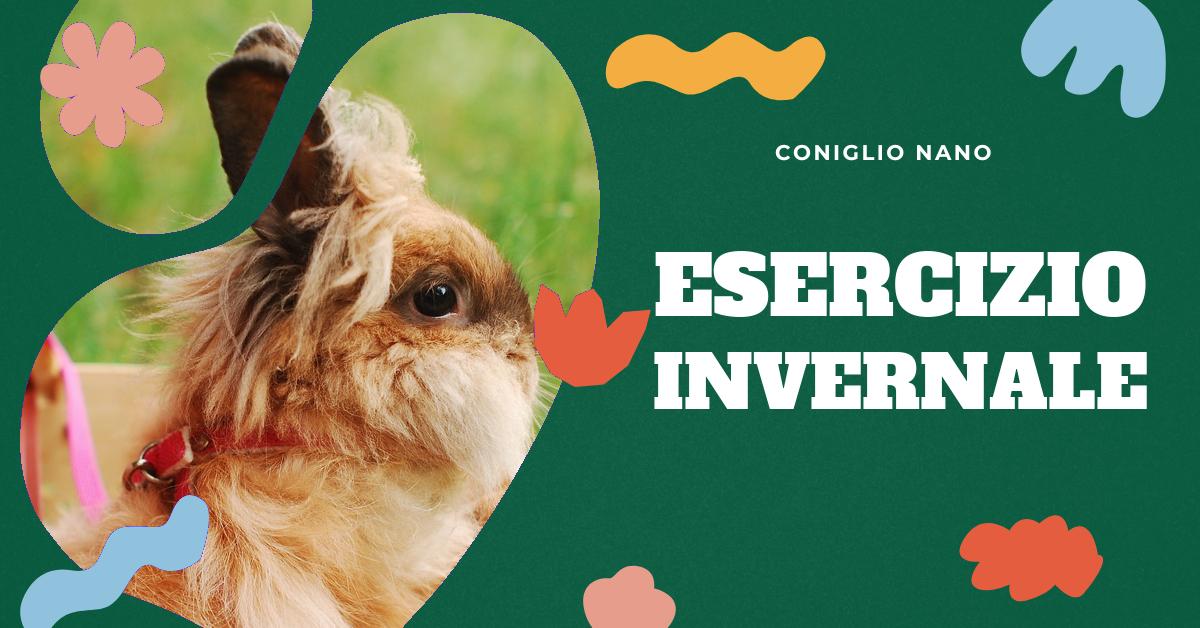 Scopri come garantire che il tuo coniglio nano abbia abbastanza esercizio durante l