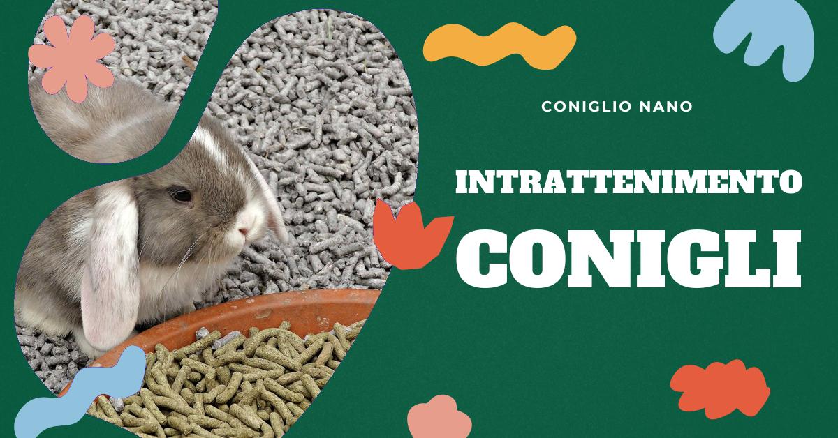 Scopri come mantenere attivo e felice il tuo coniglio nano durante l