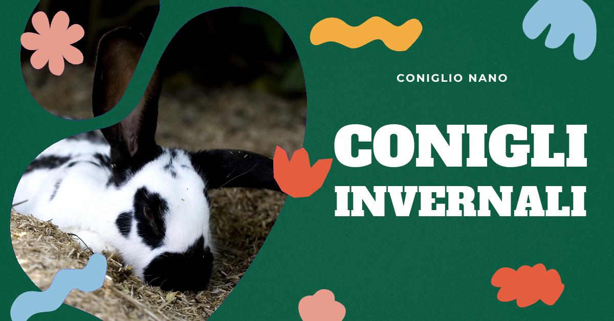 Scopri utili consigli su come mantenere attivo il tuo coniglio nano durante l