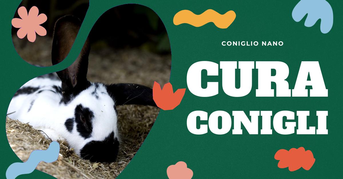 Scopri come rendere felici i tuoi conigli con consigli su una dieta salutare, acqua fresca, bocconcini saporiti, protezione da malattie e un ambiente di vita adeguato. Ottieni informazioni preziose per migliorare il benessere e la felicità del tuo coniglio domestico.
