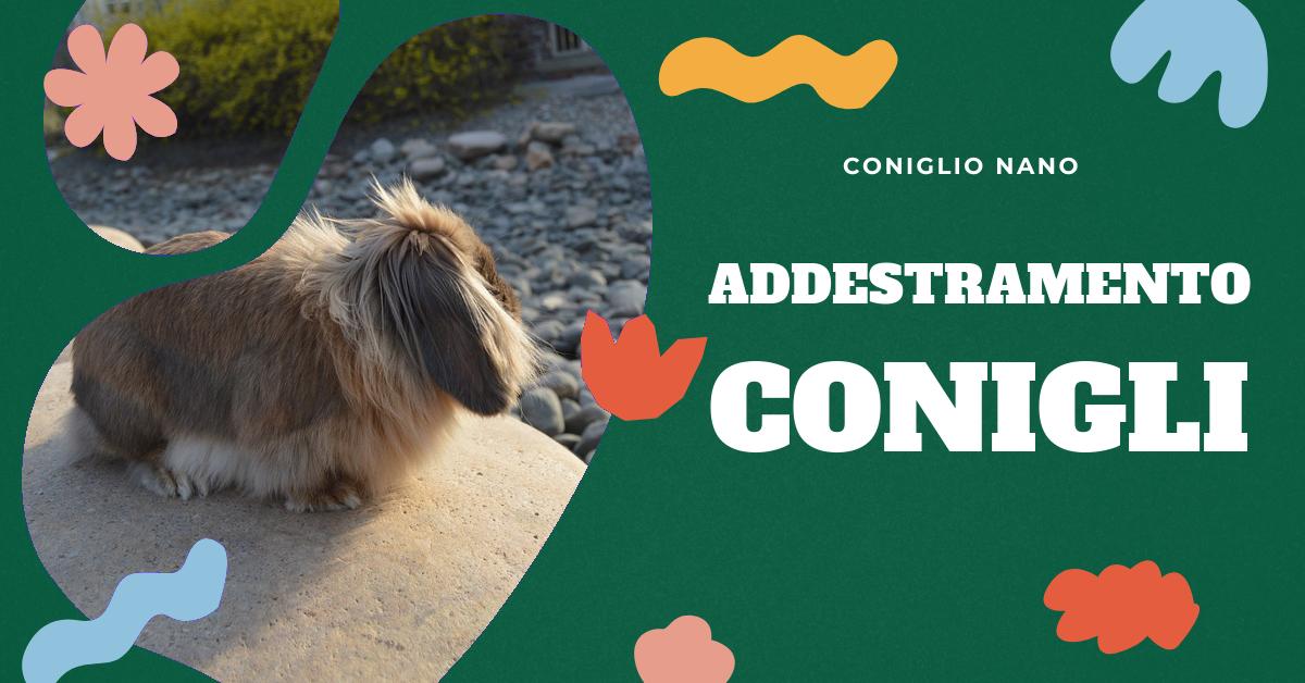 Scopri come addestrare il tuo coniglio nano a riconoscere e rispondere al suo nome. Approfondisci come i conigli nani riconoscono il padrone attraverso l