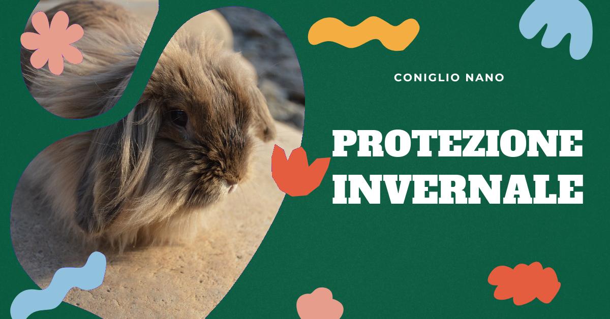 Scopri come proteggere il tuo coniglio nano dal freddo invernale con consigli su isolamento della gabbia, quantità di fieno necessaria, come rendere la gabbia a prova di intemperie e cosa fare se le temperature scendono troppo. Ottieni informazioni per garantire il benessere del tuo coniglio durante l