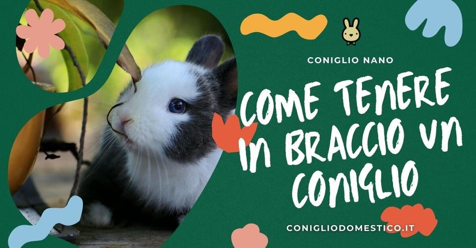 come-tenere-in-braccio-un-coniglio