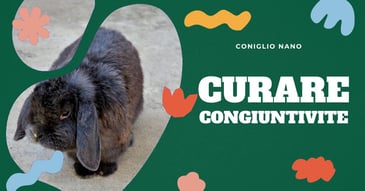 congiuntivite-coniglio-domestico