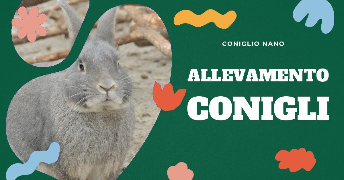 Scopri come prenderti cura dei cuccioli di coniglio appena nati, cosa fare nei primi momenti delicati dopo il parto e cosa mangiano. Trova consigli utili su come alimentare una coniglia che ha appena partorito. Informazioni preziose per gli amanti dei conigli domestici.