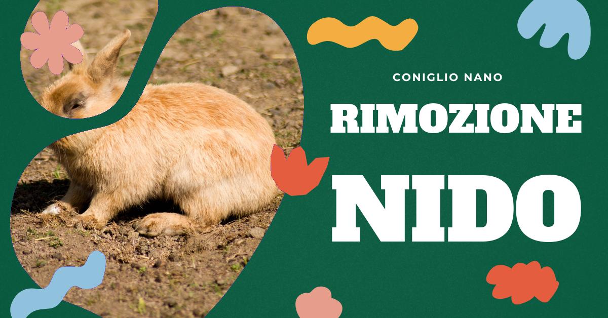 Scopri quando e come rimuovere in modo sicuro un nido di conigli con la nostra dettagliata analisi. Approfondisci la gestione del nido, la sua struttura, la differenza tra nido e garenna, l