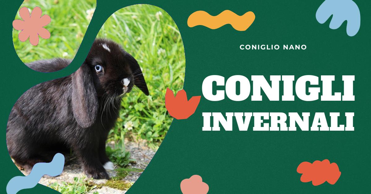 Scopri come creare un ambiente interno confortevole e sicuro per il tuo coniglio nano durante i mesi più freddi. Trova consigli su come costruire un nido adeguato, quali materiali utilizzare, le dimensioni ideali e come gestire l