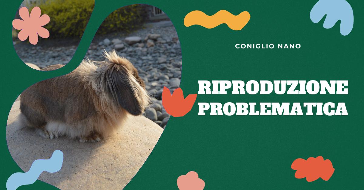 Scopri tutto sulla riproduzione del coniglio nano: dalla maturità sessuale ai problemi comuni. Trova consigli su gravidanza, parto, allattamento e svezzamento dei coniglietti. Ottieni informazioni preziose per aiutare il tuo coniglio nano a superare le difficoltà nella riproduzione.