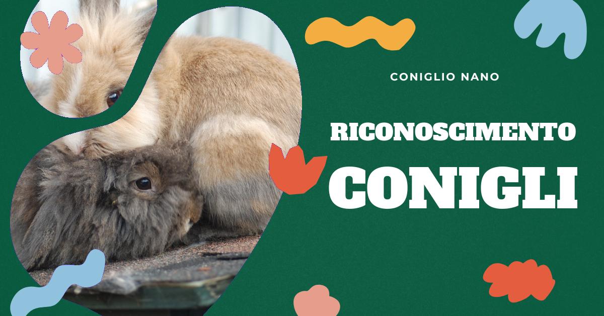 Scopri come i conigli riconoscono il loro padrone, le tempistiche di questo processo e le capacità dei conigli. Trova anche consigli su cosa fare se il tuo coniglio non ti riconosce. Informazioni utili per gli amanti dei conigli domestici.