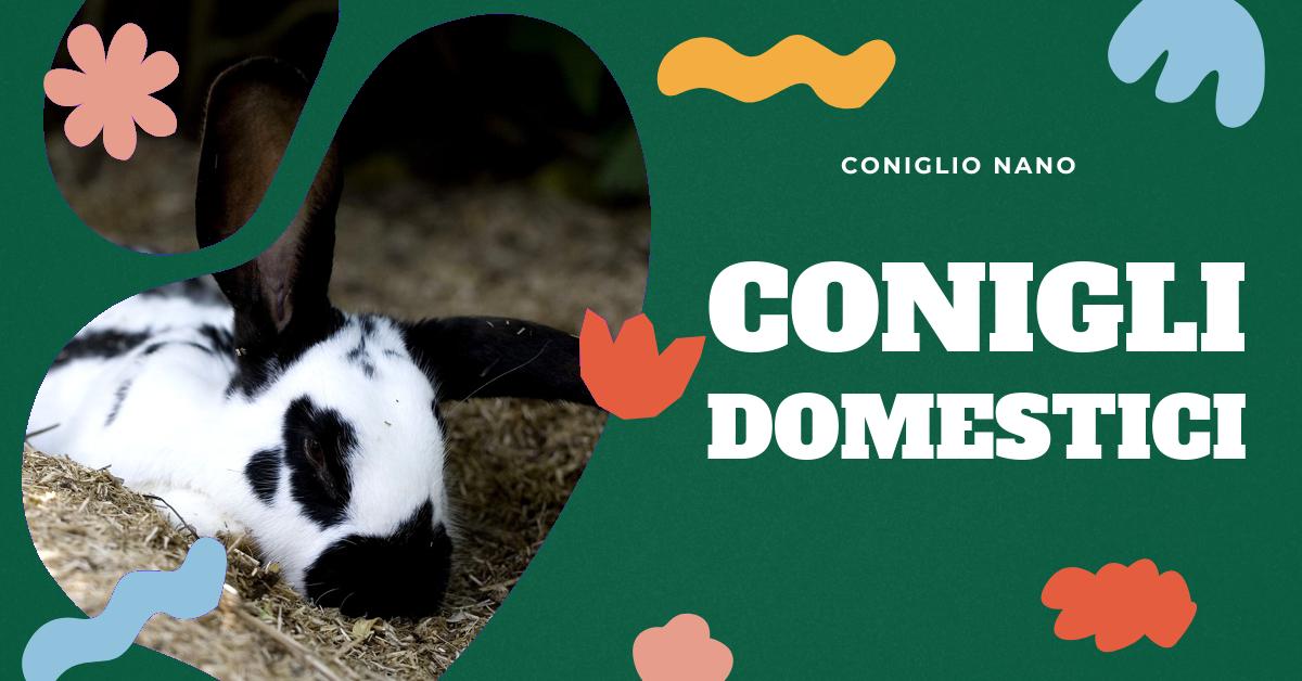 Scopri se il coniglio è l