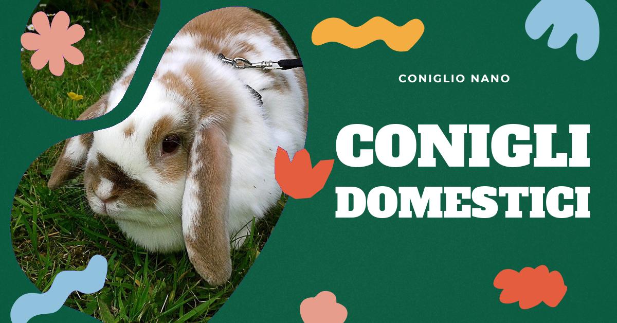 Scopri tutto ciò che devi sapere sul coniglio come animale da compagnia. Dall