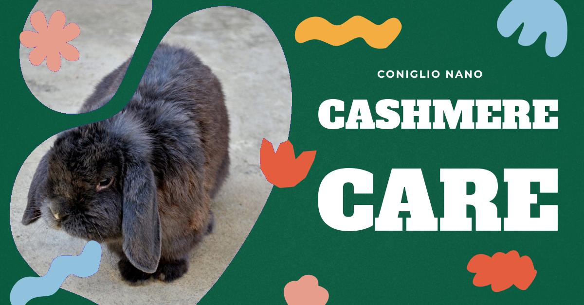 Scopri tutto sul coniglio Cashmere Lop: dalle sue caratteristiche uniche, alla cura e alimentazione, alle malattie comuni. Trova consigli utili per la cura e informazioni sulle vaccinazioni necessarie. Ideale per gli amanti dei conigli domestici.
