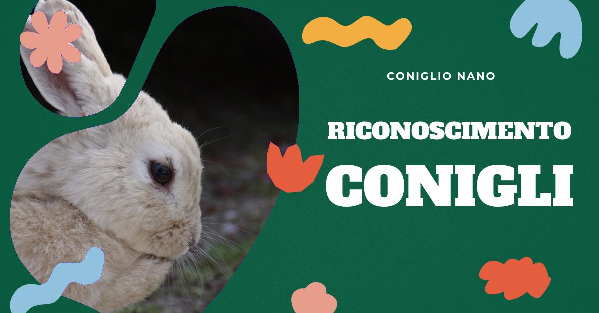 Scopri come il coniglio riconosce il suo padrone attraverso segnali visivi, olfattivi e comportamentali. Approfondisci l
