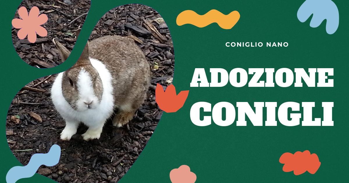 Scopri tutto ciò che devi sapere prima di adottare un coniglio domestico. Informazioni dettagliate su cure veterinarie, preparazione della casa, alimentazione corretta, come evitare che si annoi e consigli su igiene e pulizia. Ottieni le risposte alle tue domande e diventa un esperto di conigli domestici.