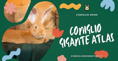 coniglio-gigante-atlas