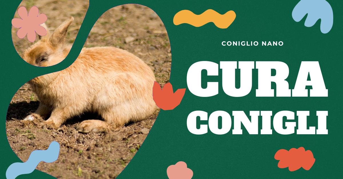 Scopri come prenderti cura del tuo coniglio ariete nano in casa. Trova consigli su come preparare l