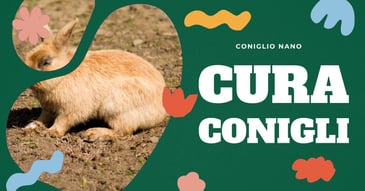 cura-coniglio-nano-ariete-in-casa