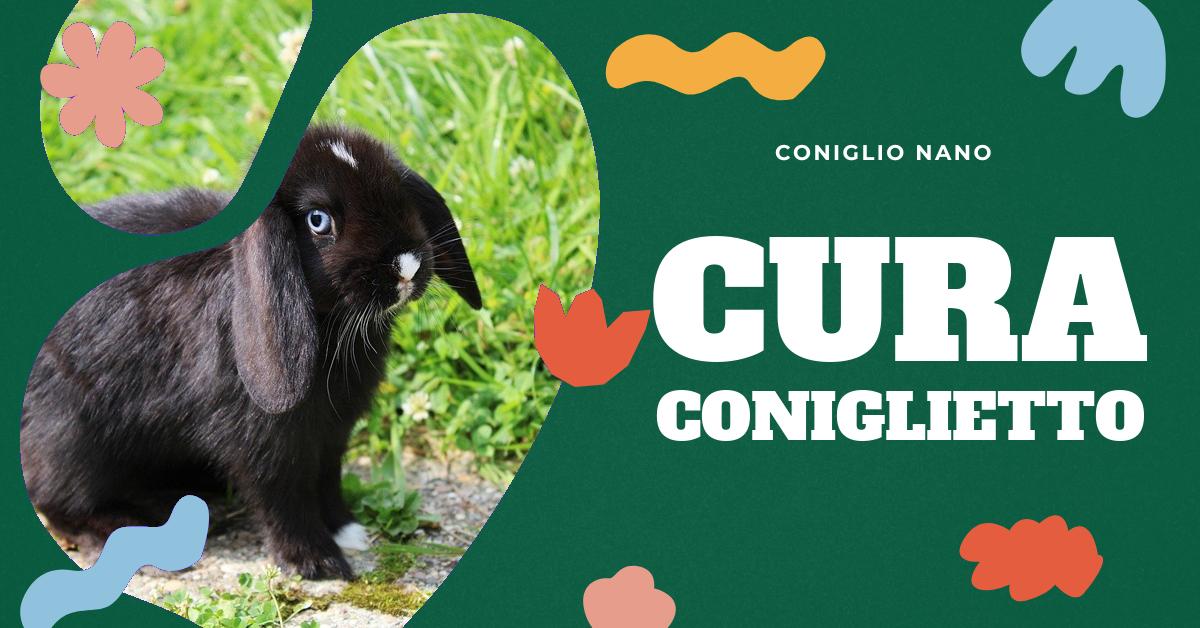 Scopri come prenderti cura del tuo coniglio ariete nano in casa. Trova consigli su come allestire un habitat adeguato, l