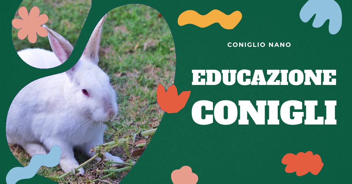 Scopri come far affezionare il tuo coniglio a te con i nostri consigli pratici. Impara a capire i comportamenti del coniglio, il loro linguaggio e come coccolarli al meglio. Passa del tempo di qualità con il tuo amico peloso per costruire un legame affettuoso.