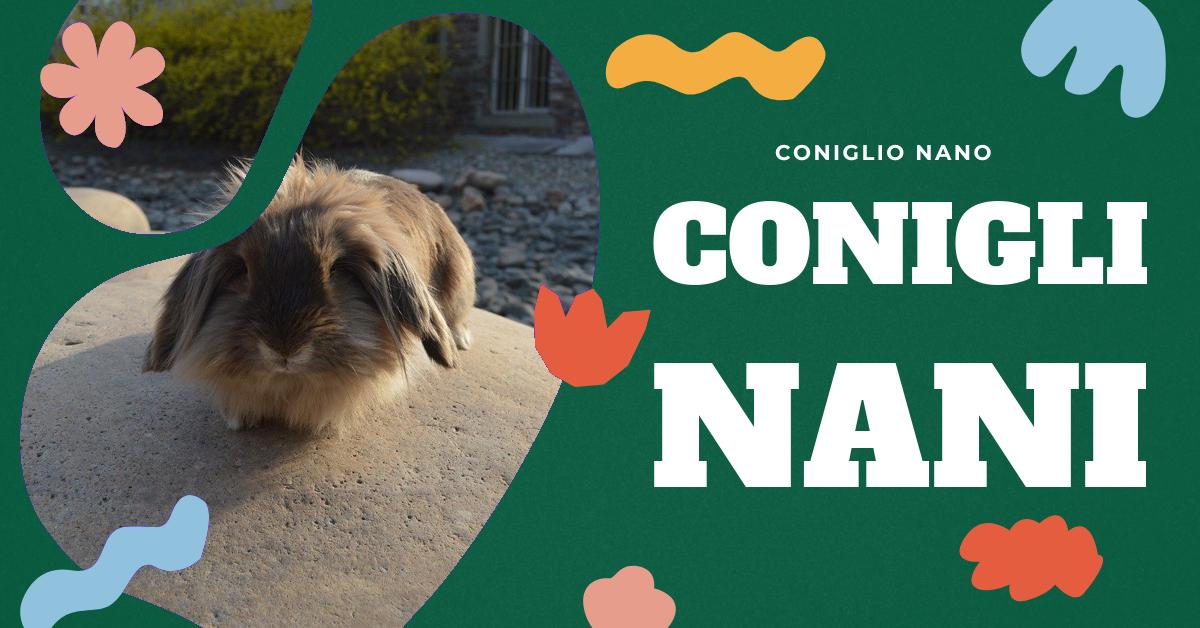 Scopri tutto sulle diverse razze di conigli nani di piccole dimensioni. Trova informazioni dettagliate sulle loro caratteristiche, salute e dove poterli adottare. Ideale per gli amanti dei conigli domestici che cercano di scegliere la razza più adatta alle loro esigenze.
