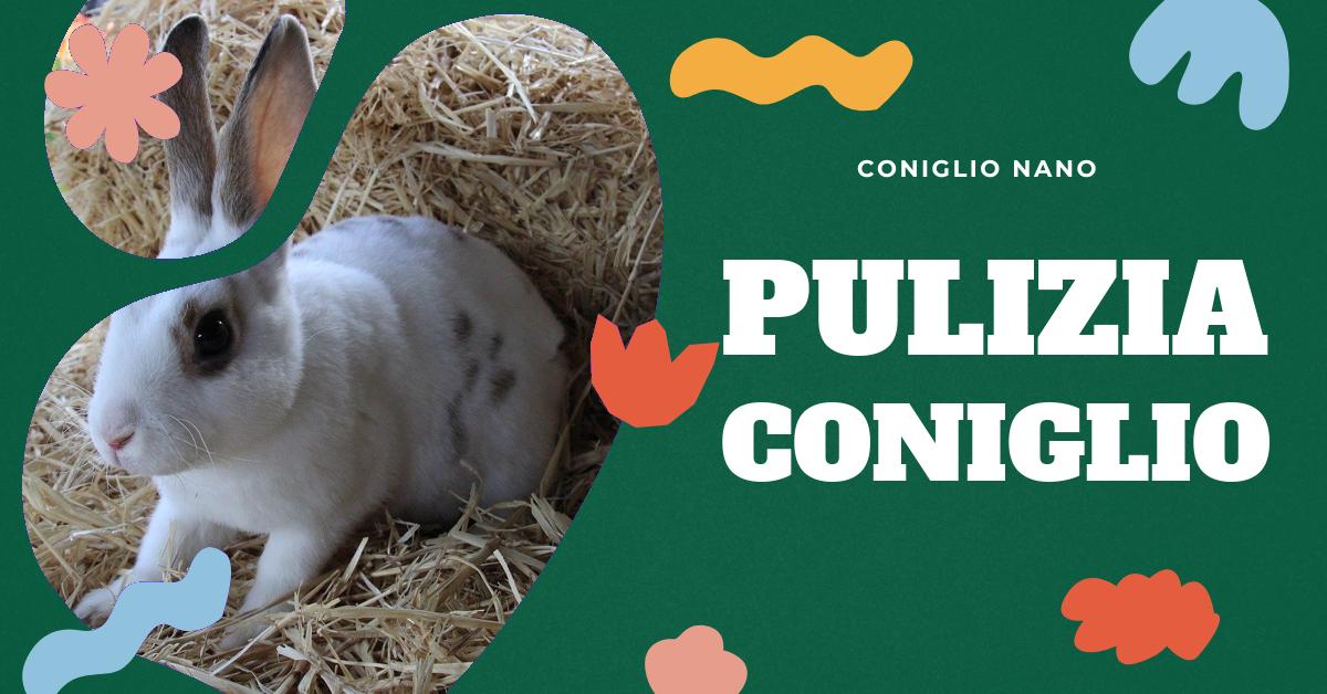 Scopri come pulire un coniglio sporco di cacca in modo sicuro e delicato. Trova consigli pratici e dettagliati su come affrontare questa situazione, le possibili cause come l