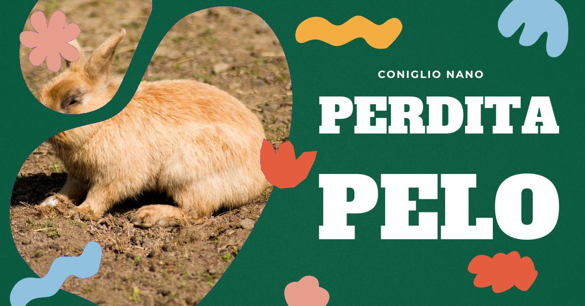 Scopri tutto sulla perdita di pelo del coniglio: perché avviene, cosa fare e quanto dura. Trova consigli utili su come gestire la muta del tuo coniglio e cosa fare se perde pelo a ciuffi. Informazioni dettagliate per gli amanti dei conigli domestici.