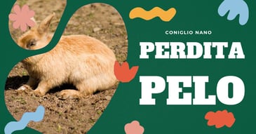 perdita-pelo-coniglio-domestico