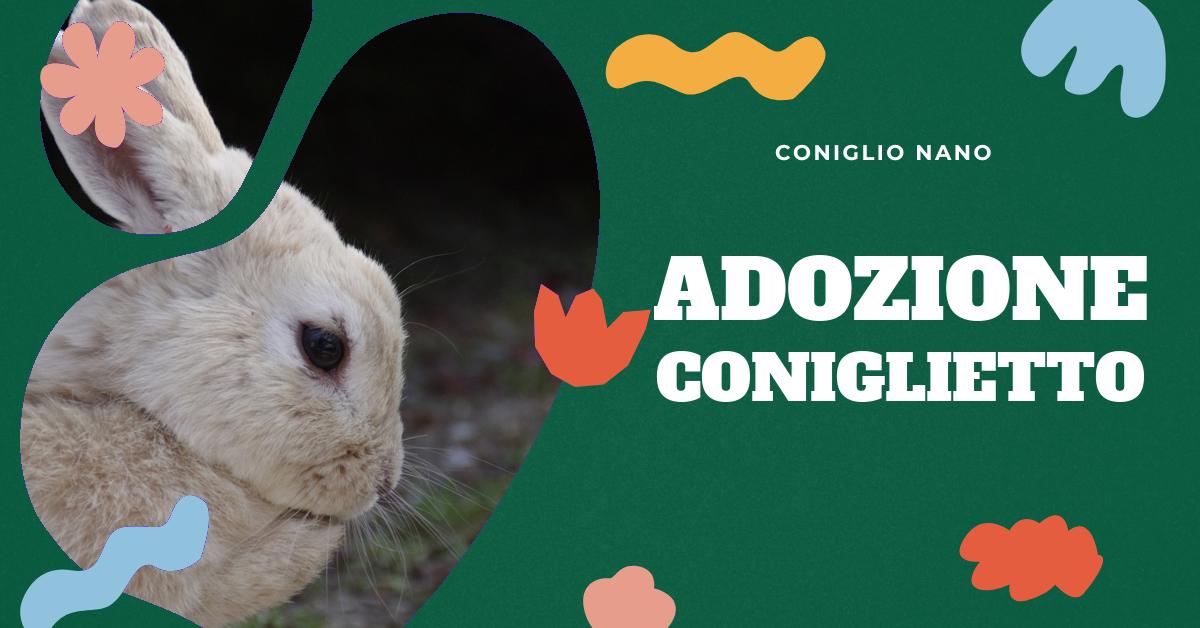 Scopri perché adottare un coniglio domestico nano potrebbe essere la scelta perfetta per te. Trova informazioni dettagliate sulle esigenze di movimento e socializzazione, consigli sull