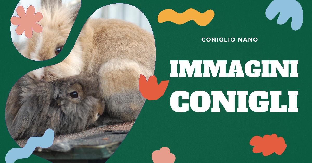 Scopri la nostra vasta collezione di immagini di conigli in formato PNG, perfette per i tuoi progetti di grafica, presentazioni o contenuti di blog. Scarica istantaneamente file vettoriali SVG adatti per macchine da taglio come Silhouette Studio e Cricut. Ideali anche per inviti di nozze, decorazioni per feste e scrapbooking. Esplora la nostra gamma di accessori conigli, design per compleanni e tessili.