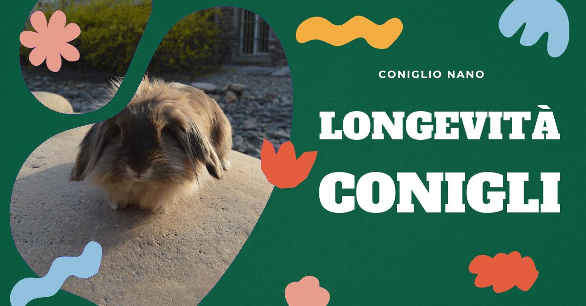 Il Coniglio Testa di Leone: conoscere e allevare questo amico