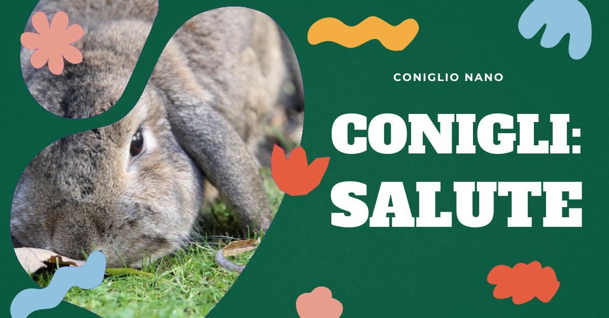 Scopri tutto sul muso del coniglio, dalla sua anatomia ai possibili problemi di salute. Trova immagini dettagliate e informazioni utili per capire meglio il tuo amico peloso. Esplora anche le caratteristiche di altre parti del corpo del coniglio come pelo, pelle, orecchie, occhi, zampe e organi interni.