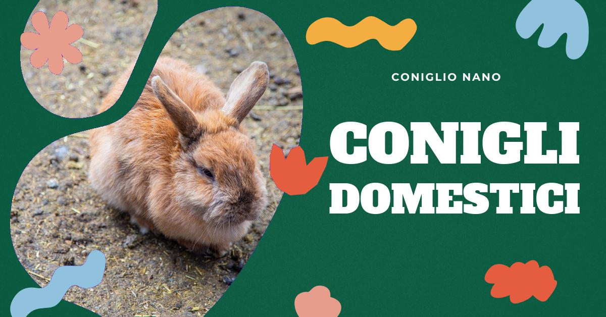 Scopri come prenderti cura del tuo coniglio da casa: creazione dell