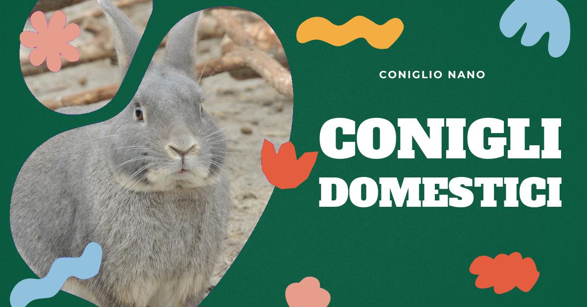 Scopri come prenderti cura del tuo coniglio in casa: creazione dell