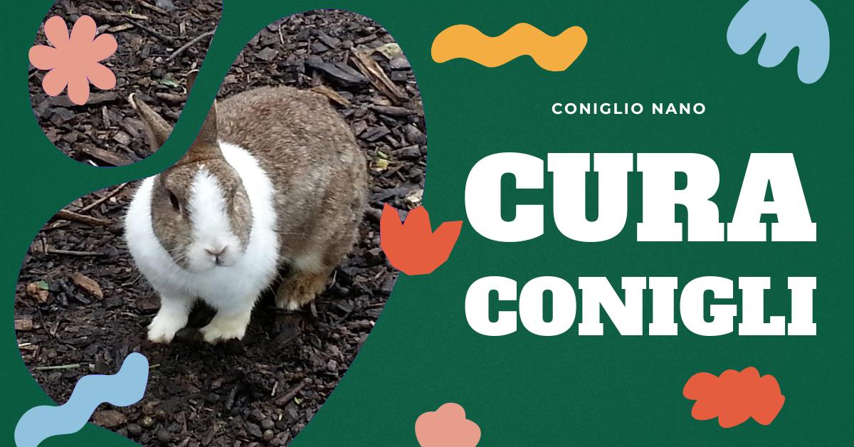Scopri come prenderti cura del tuo coniglio da compagnia: creazione dell