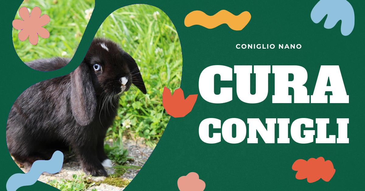 Scopri come far vivere un coniglio in casa in modo sicuro e confortevole. Trova consigli su come creare l