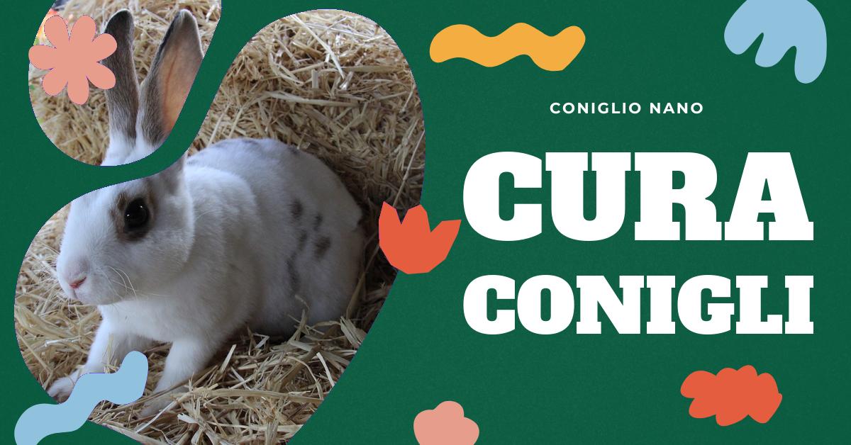 Scopri come prenderti cura del tuo coniglio da compagnia: creazione dell