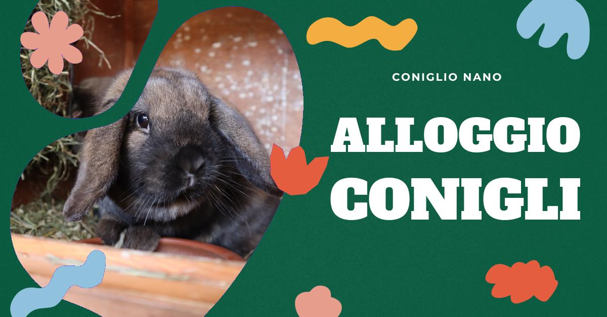 Scopri come creare un ambiente sicuro e confortevole per il tuo coniglio domestico. Trova consigli su dove sistemarlo in casa, come gestire l