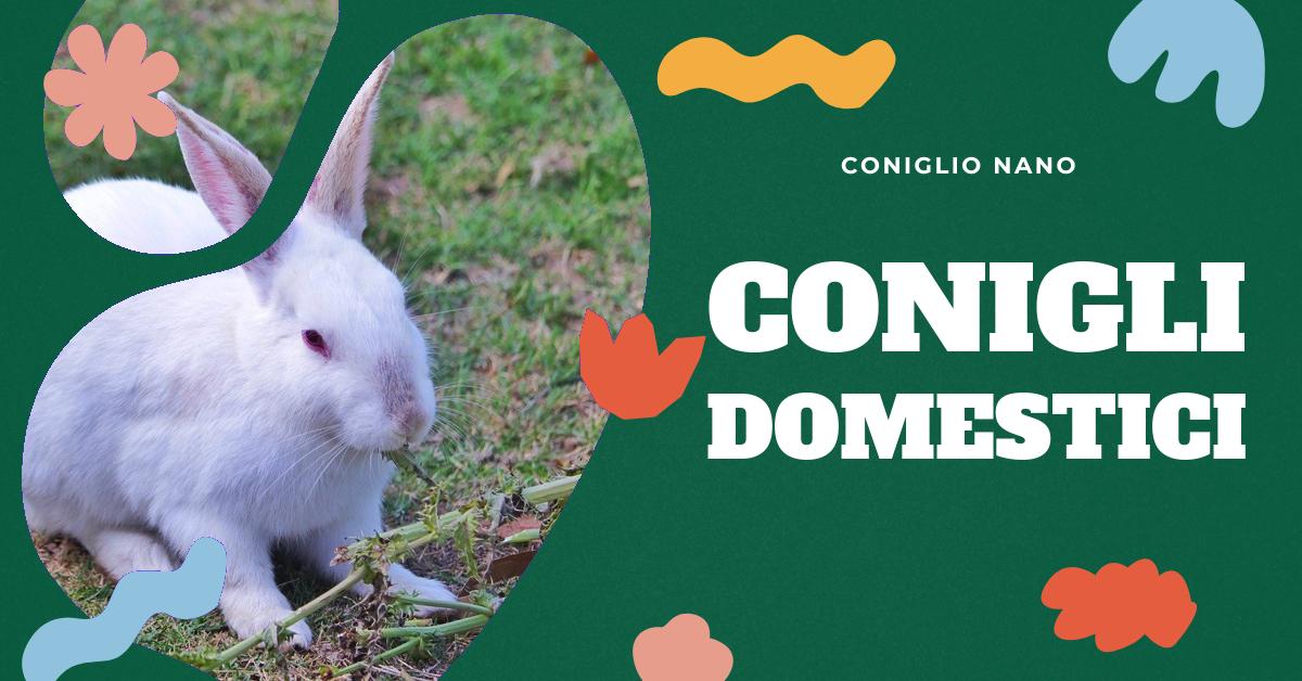 Scopri come creare un ambiente adatto per il tuo coniglio domestico, come mantenere pulita la sua gabbia, la temperatura ideale per lui, l