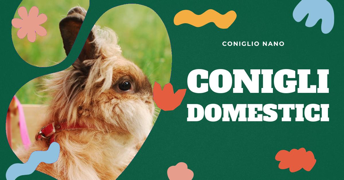 Scopri come prenderti cura del tuo coniglio da compagnia: creazione dell