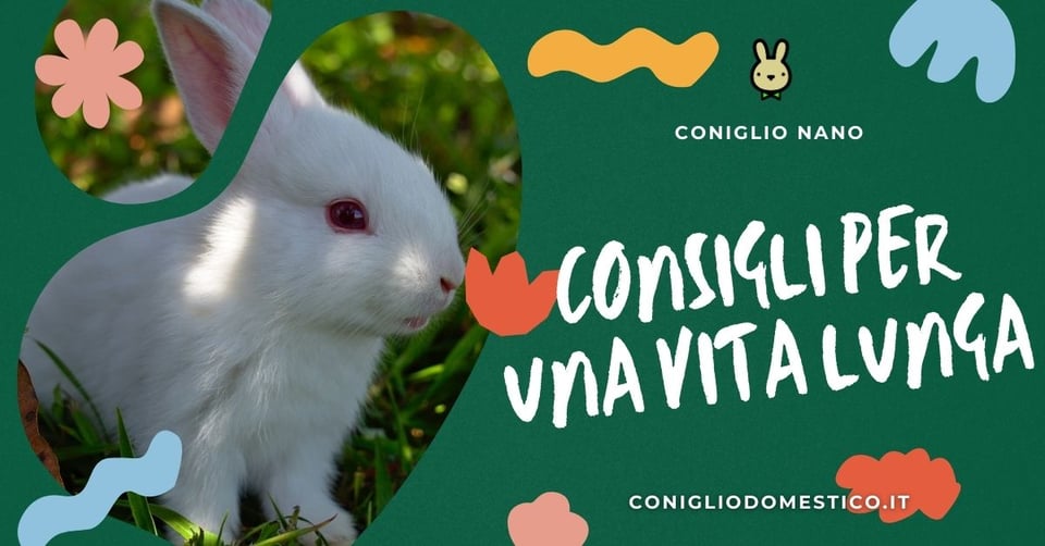 far-vivere-una-vita-lunga-al-coniglio-domestico