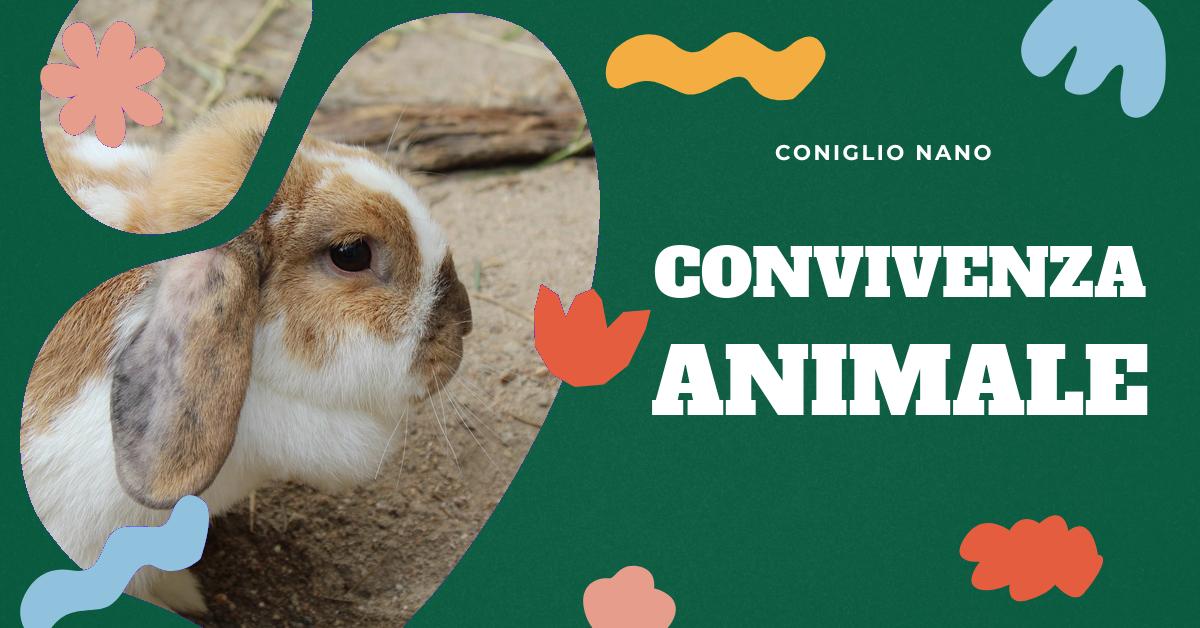 Scopri come i conigli interagiscono con altri animali domestici, in particolare i cani. Trova consigli utili su come gestire la convivenza tra coniglio e cane, sia che tu stia introducendo un nuovo coniglio in casa, sia che tu stia cercando di far convivere un cane e un coniglio già presenti. Ottieni anche suggerimenti su cosa fare se i due animali non si comportano correttamente.