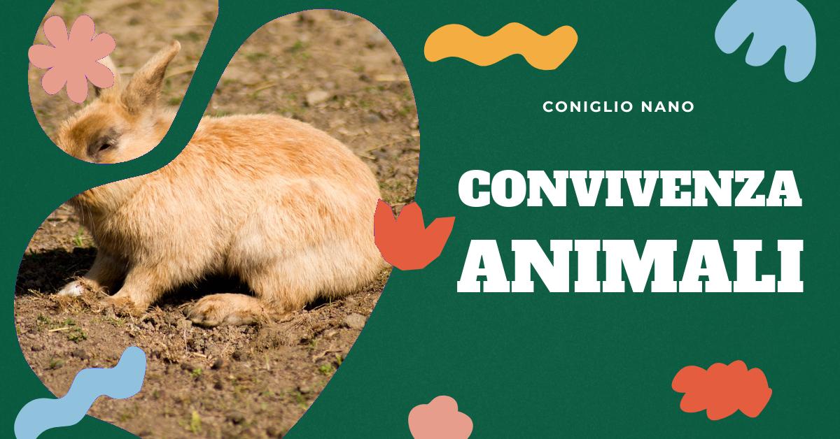 Scopri se conigli e gatti possono convivere insieme in modo pacifico e sicuro. Trova consigli su come farli convivere, come integrarli se arrivano contemporaneamente o se uno arriva dopo l
