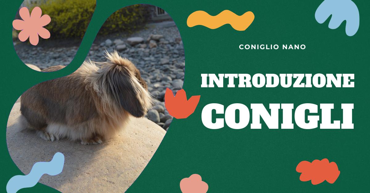 Scopri come introdurre un nuovo coniglio nano in casa senza stressare il tuo coniglio attuale. Trova consigli utili, considerazioni sulla convivenza tra conigli e gatti, passi da seguire per l