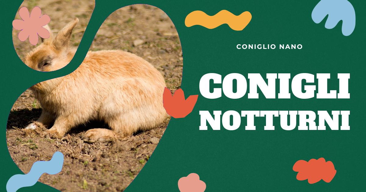 Scopri dove mettere il coniglio di notte per garantire il suo comfort e la sua sicurezza. Approfondisci le abitudini di sonno dei conigli, l