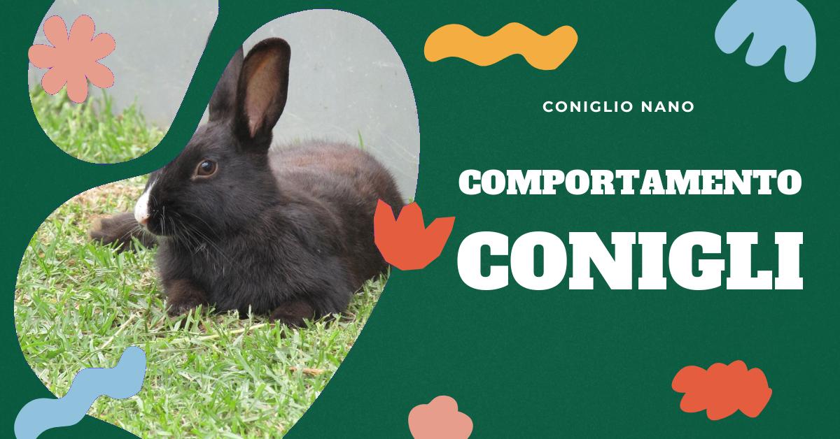Scopri tutto sul comportamento quotidiano dei conigli: cosa mangiano, quanto dormono e come interagiscono con l