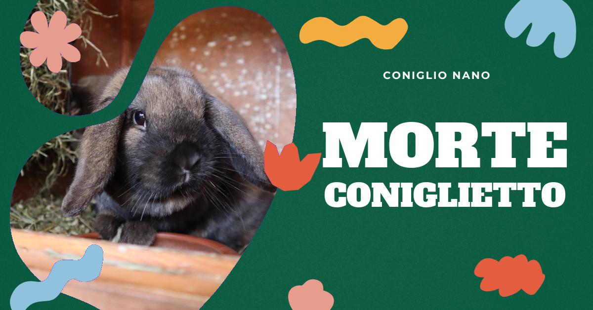 Scopri come riconoscere i segni che indicano se un coniglio nano sta morendo, come capire se è già morto e cosa fare in seguito. Trova consigli su come affrontare la perdita e prepararti ad accogliere un nuovo animale domestico. Informazioni utili per gli amanti dei conigli domestici.