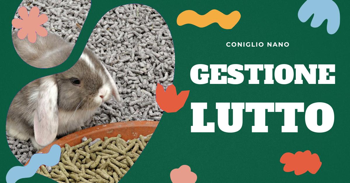Scopri come gestire la perdita di un coniglio nano, come riconoscere i segni di una morte imminente e come affrontare il lutto. Trova consigli su come smaltire in modo sicuro e rispettoso il corpo del tuo amico peloso e come prepararti ad accogliere un nuovo animale domestico. Informazioni utili per appassionate di conigli domestici.