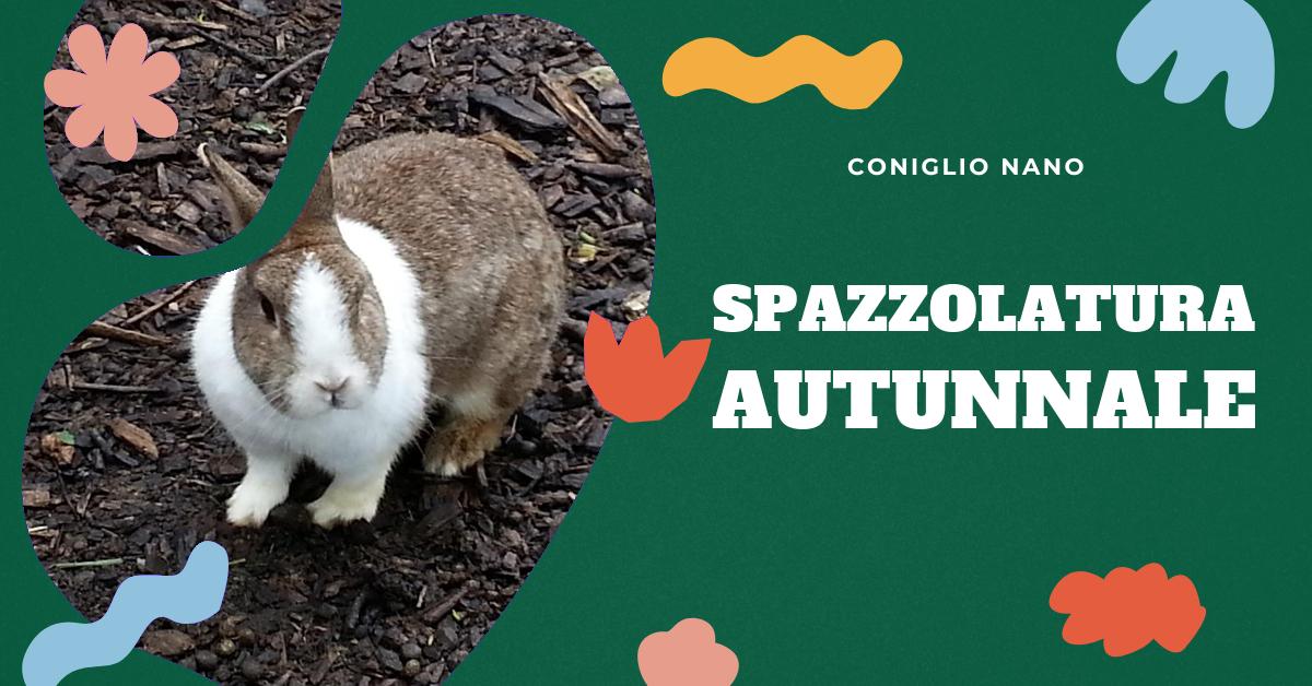 Scopri le migliori tecniche di spazzolatura per i conigli nani in autunno. Trova consigli pratici su come gestire la perdita di pelo del tuo coniglio, come pulire l